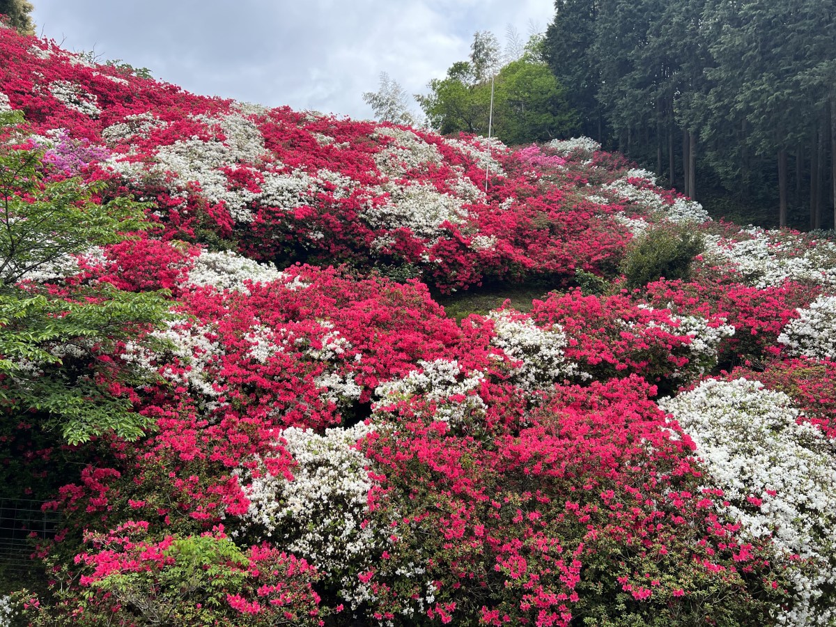 【入場無料】5周年感謝祭「ツツジマルシェ」開催！親子で楽しむ春の自然体験】